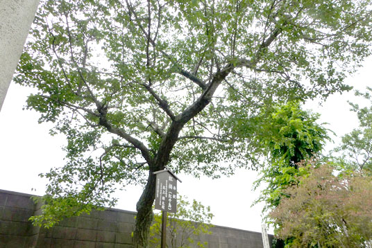 神明社の紅梅の樹